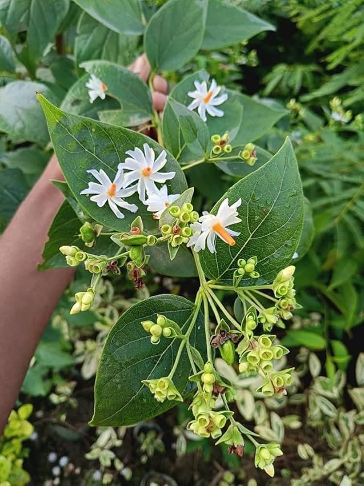 Parijata (Night Jasmine / Coral Jasmine)