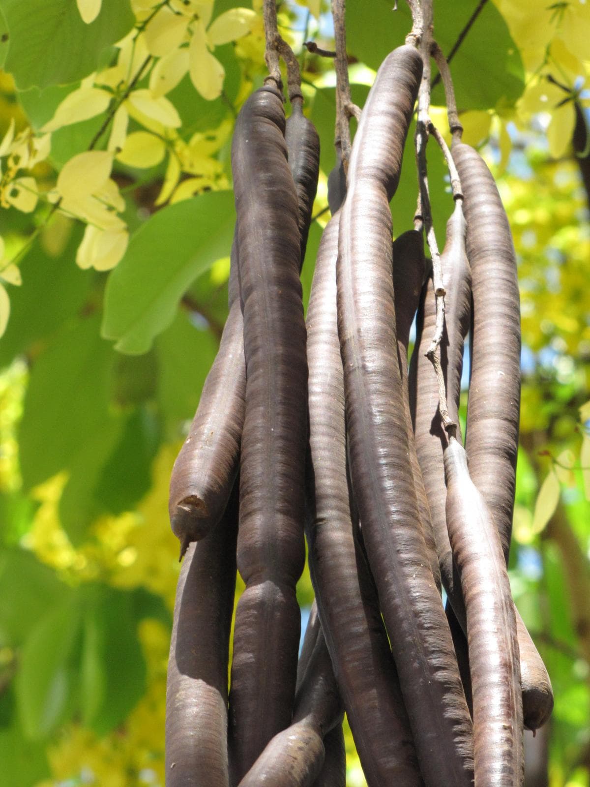 Amaltas (Golden Shower Tree)