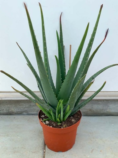 Aloe Vera