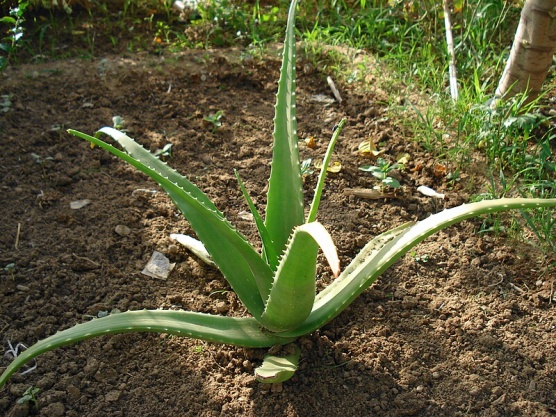 Aloe Vera medicinal plant