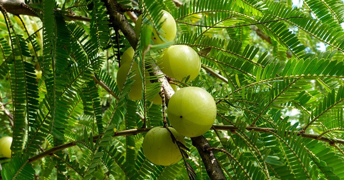 Amalaki (Indian Gooseberry)