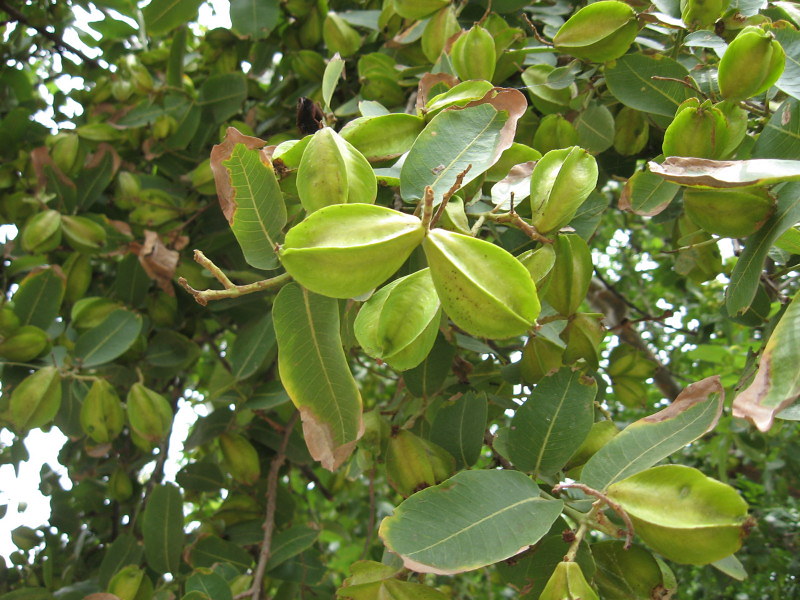 Arjun (White Murdah)