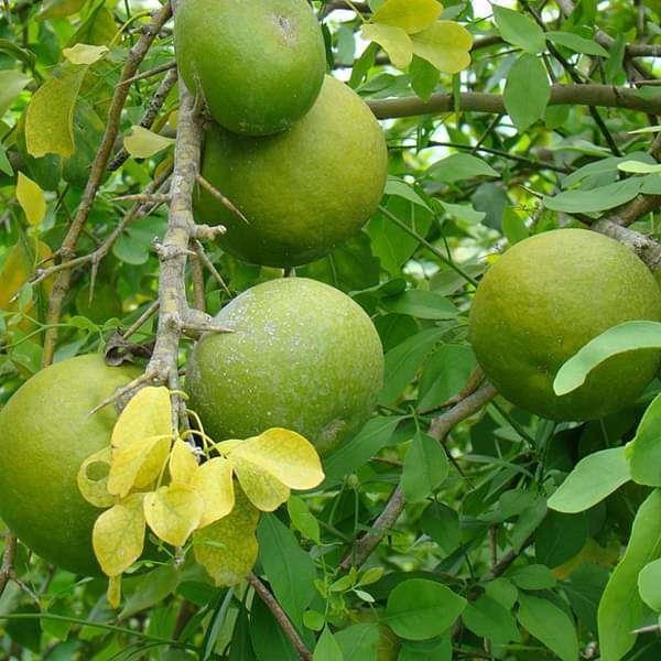 Bilva