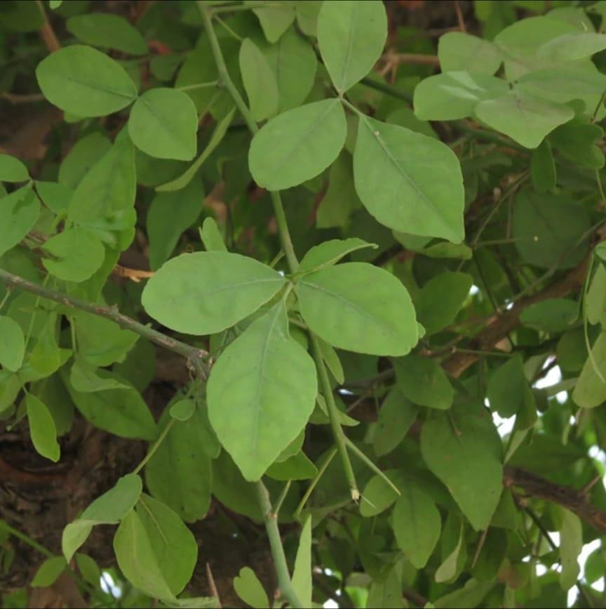 Bilva medicinal plant