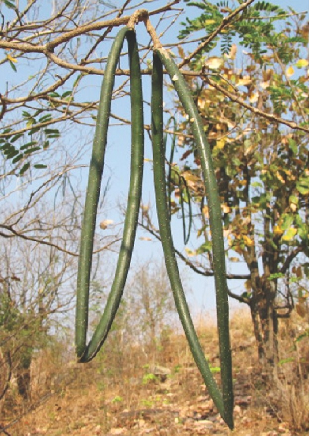Indrayava (Kutaj Plant)