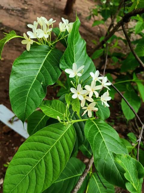 Indrayav Coneru medicinal plant