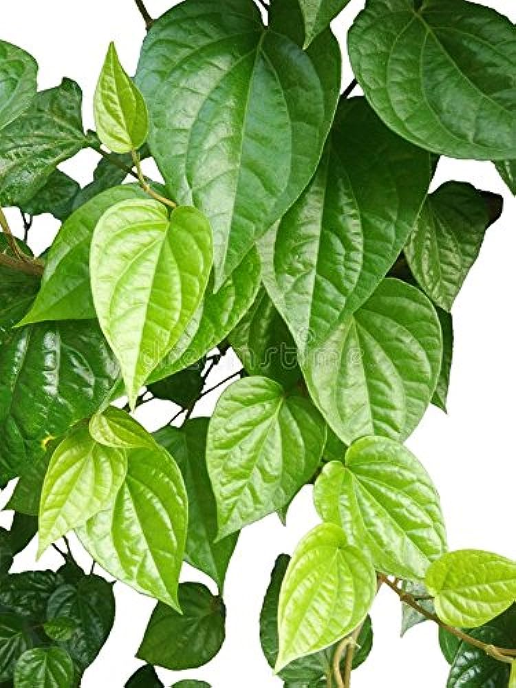 Naagvalli (Paan)