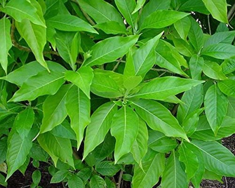 Vasa Malabar Nut medicinal plant
